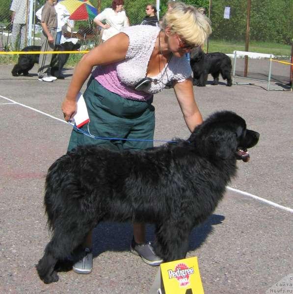 Фото: ньюфаундленд Cintiya Zvezdnaya Noch' (Цинтия Звездная Ночь)