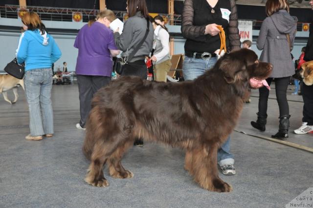 Фото: ньюфаундленд Zevs Braun (Зевс Браун)