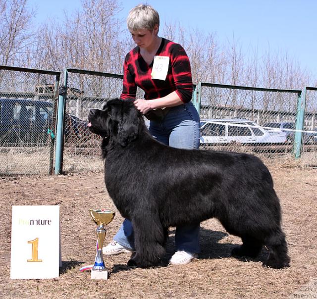 Фото: ньюфаундленд Kazanova Bol'shoy Drug (Казанова Большой Друг), Nina Bazulina (Нина Базулина)