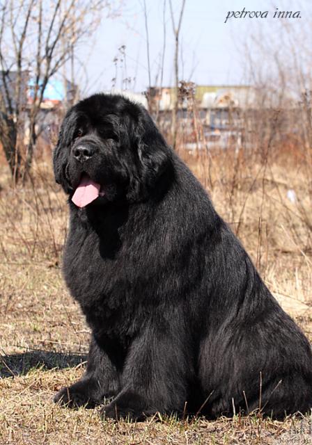 Фото: ньюфаундленд Kazanova Bol'shoy Drug (Казанова Большой Друг)