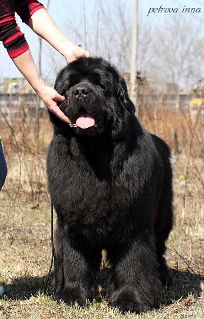 Фото: ньюфаундленд Kazanova Bol'shoy Drug (Казанова Большой Друг)