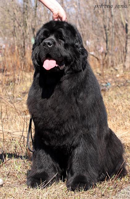 Фото: ньюфаундленд Kazanova Bol'shoy Drug (Казанова Большой Друг)