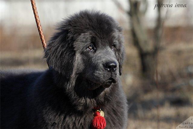 Фото: ньюфаундленд Dyurbahler Klab Al'faretta Vin'etta (Дюрбахлер Клаб Альфаретта Виньетта)