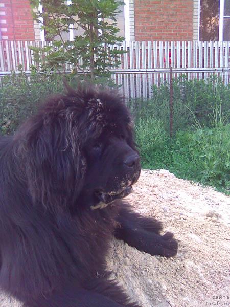 Фото: ньюфаундленд Krasnoyarskiy Suvenir s Berega Dona (Красноярский Сувенир с Берега Дона)