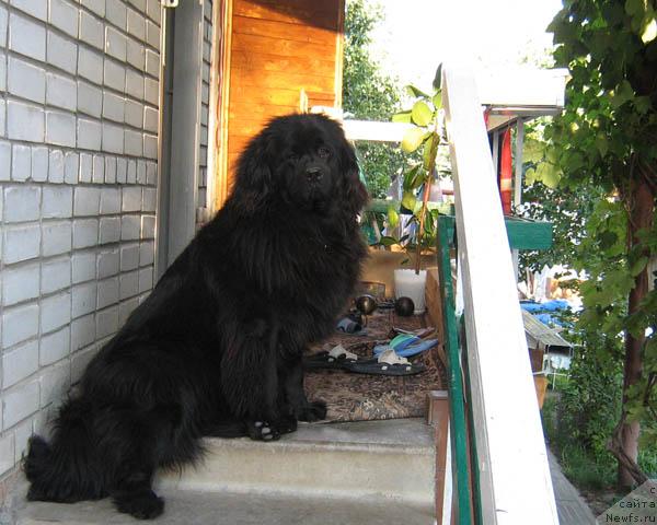 Фото: ньюфаундленд Knyajna s Berega Dona (Княжна с Берега Дона)