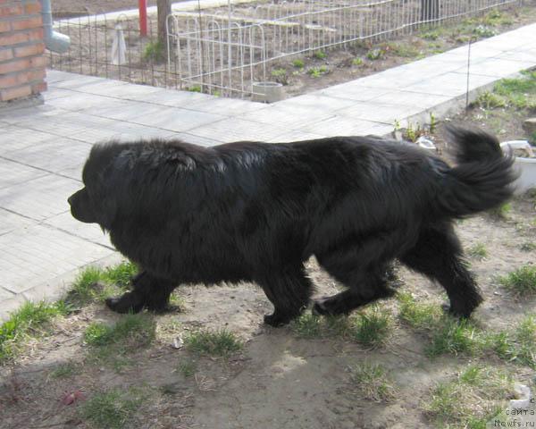 Фото: ньюфаундленд Knyajna s Berega Dona (Княжна с Берега Дона)