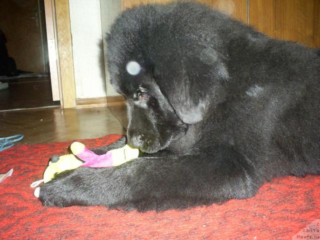 Фото: ньюфаундленд Odessa (Одесса)