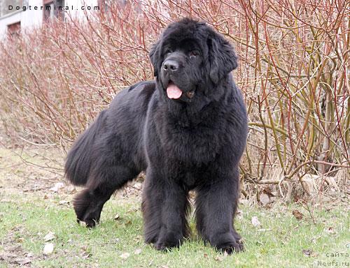 Фото: ньюфаундленд Skippers Only You for Smigar