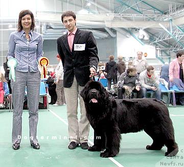 Фото: ньюфаундленд Skippers Only You for Smigar, Aleksandr Korotkov (Александр Коротков)