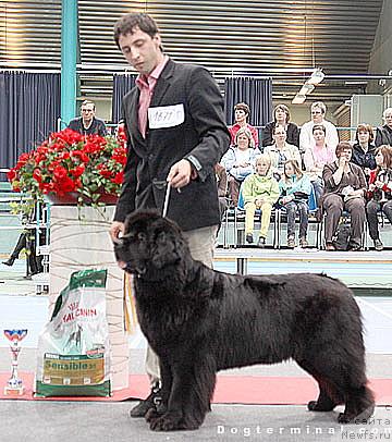 Фото: ньюфаундленд Skippers Only You for Smigar, Aleksandr Korotkov (Александр Коротков)