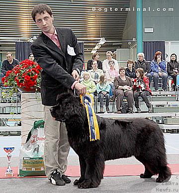 Фото: ньюфаундленд Skippers Only You for Smigar, Aleksandr Korotkov (Александр Коротков)