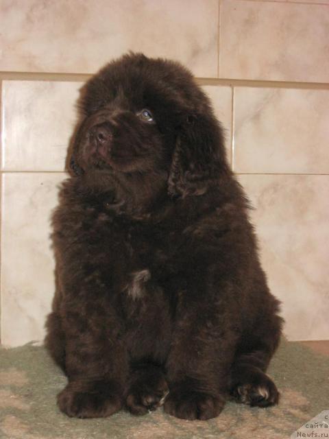 Фото: ньюфаундленд YOringa s Berega Dona (Ёринга с Берега Дона)