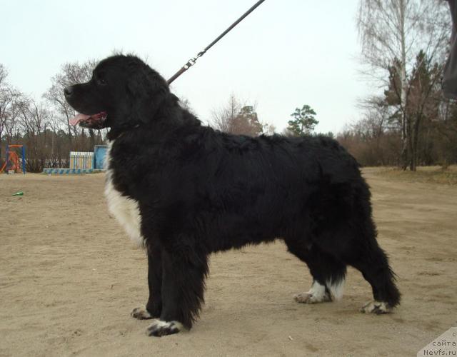 Фото: ньюфаундленд Mag Ispolin Gardarika (Маг Исполин Гардарика)