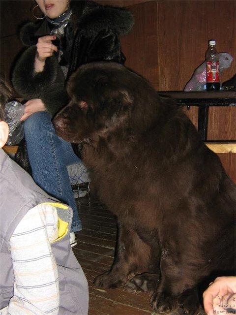 Фото: ньюфаундленд YOringa s Berega Dona (Ёринга с Берега Дона)