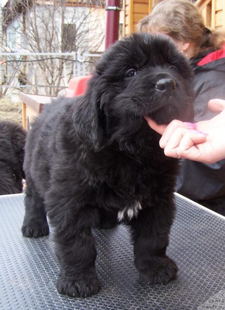 Фото: ньюфаундленд Akvatoriya Kelvin Insayder (Акватория Келвин Инсайдер)