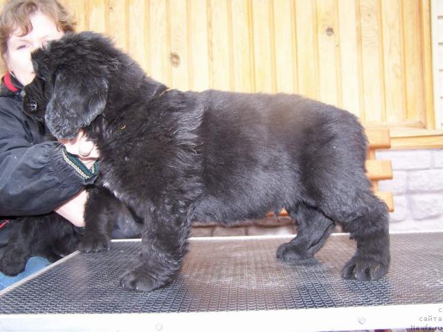 Фото: ньюфаундленд Akvatoriya Kelvin Impressario (Акватория Келвин Импрессарио)