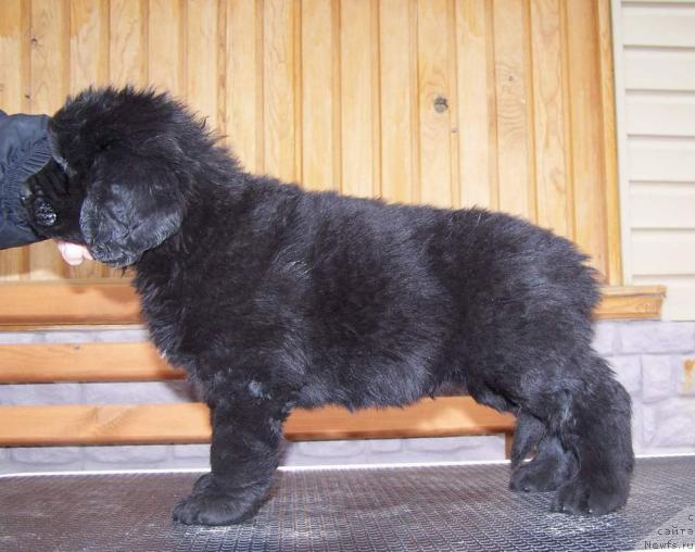 Фото: ньюфаундленд Aquatoria Kelvin Izumrudny Dozhd (Акватория Келвин Изумрудный Дождь)