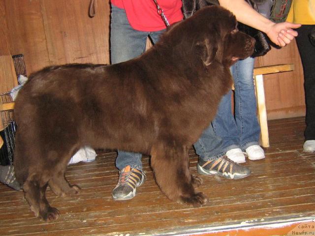Фото: ньюфаундленд YOringa s Berega Dona (Ёринга с Берега Дона)