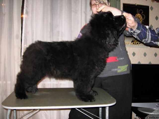 Фото: ньюфаундленд Smigar Nimfeya Neotrazimaya (Смигар Нимфея Неотразимая)