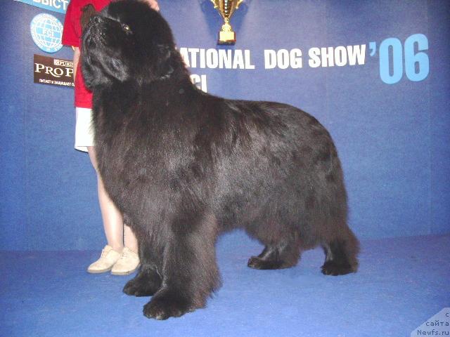 Фото: ньюфаундленд Ego Vysochestvo ot Sibirskogo Medvedja (Его Высочество от Сибирского Медведя)