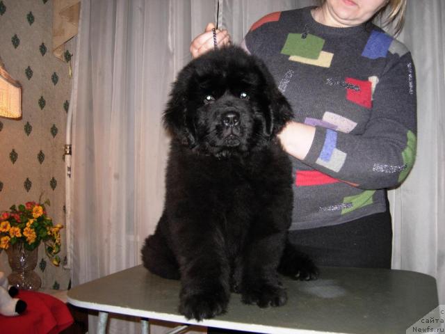 Фото: ньюфаундленд Smigar Nimfeya Neotrazimaya (Смигар Нимфея Неотразимая)