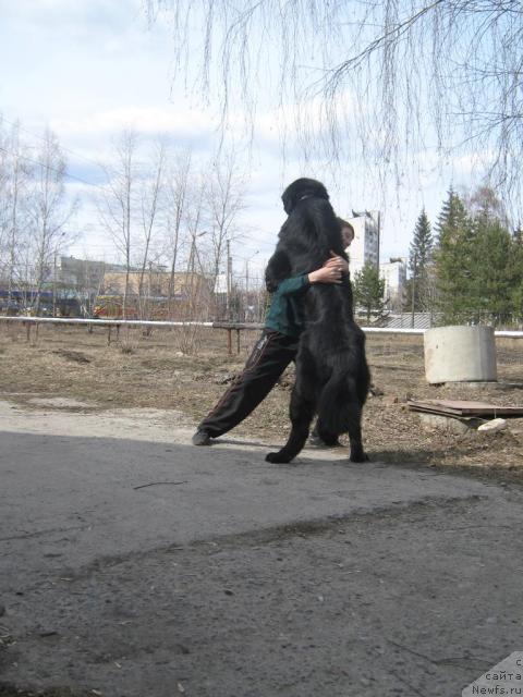 Фото: ньюфаундленд Arman'yak Dushi Moey (Арманьяк Души Моей), Кирил