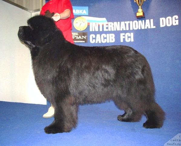 Фото: ньюфаундленд Ego Vysochestvo ot Sibirskogo Medvedja (Его Высочество от Сибирского Медведя)