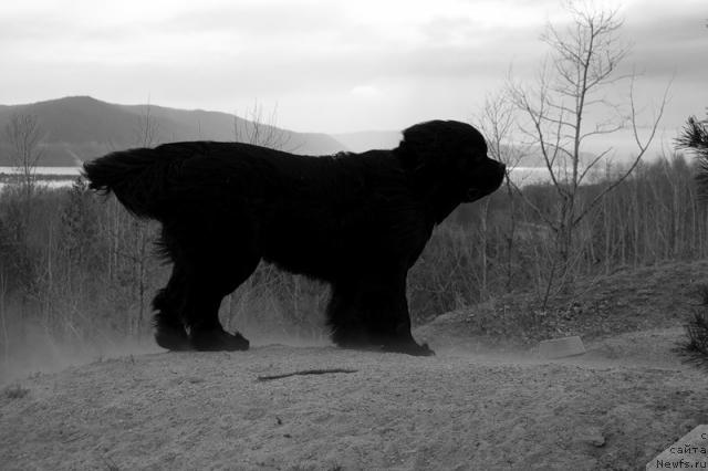 Фото: ньюфаундленд Super Premium Vashington (Супер Премиум Вашингтон)