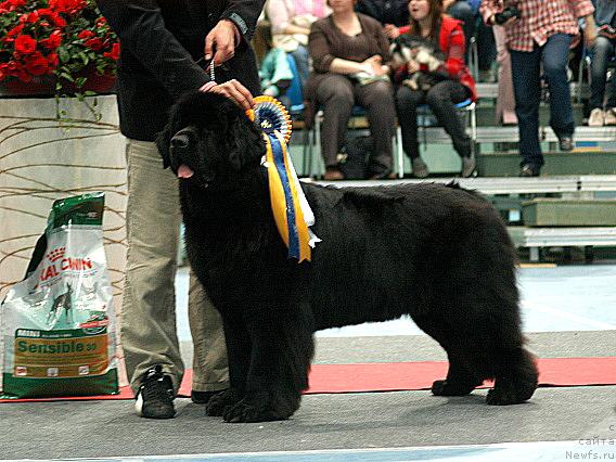 Фото: ньюфаундленд Skippers Only You for Smigar