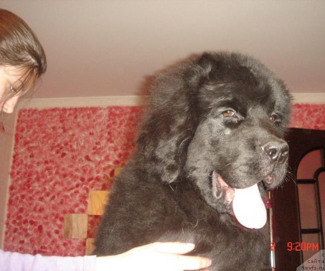 Фото: ньюфаундленд Dyurbahler Klab Al' Pochino (Дюрбахлер Клаб Аль Почино)