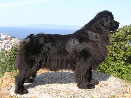 Фото: ньюфаундленд Chansi  iz  Medvejyego Yara (Чанси из Медвежьего Яра)