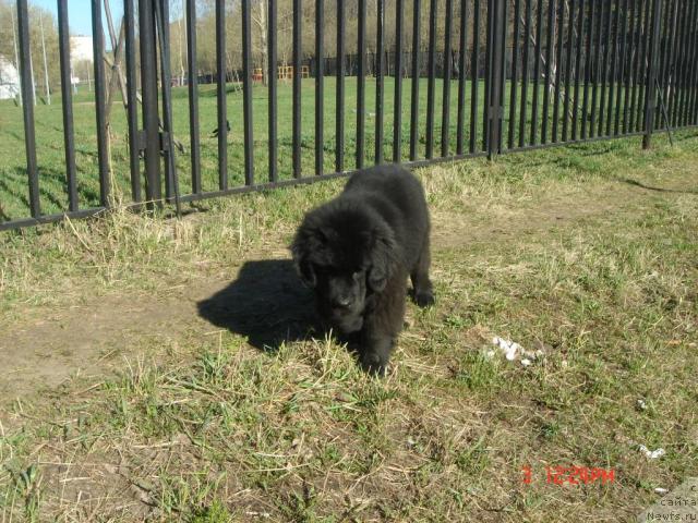 Фото: ньюфаундленд Dyurbahler Klab Al' Pochino (Дюрбахлер Клаб Аль Почино)