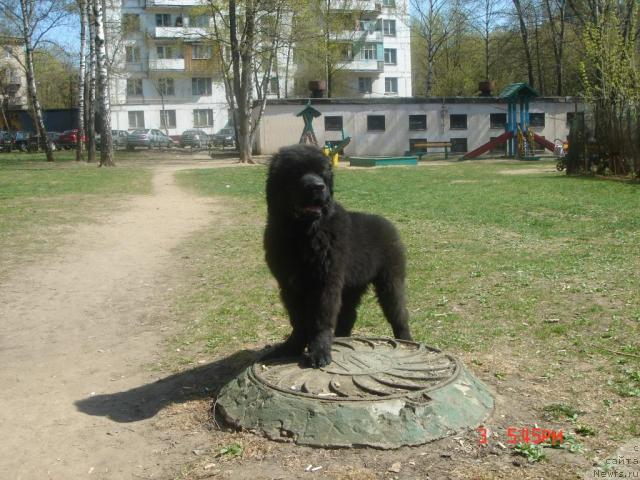 Фото: ньюфаундленд Dyurbahler Klab Al' Pochino (Дюрбахлер Клаб Аль Почино)