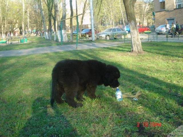 Фото: ньюфаундленд Dyurbahler Klab Al' Pochino (Дюрбахлер Клаб Аль Почино)