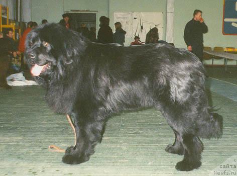 Фото: ньюфаундленд Ayron Val'koyn (Айрон Валькойн)