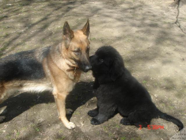 Фото: ньюфаундленд Dyurbahler Klab Al' Pochino (Дюрбахлер Клаб Аль Почино)