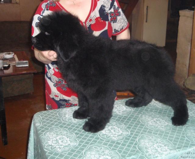 Фото: Ньюфорт Любимая Забава