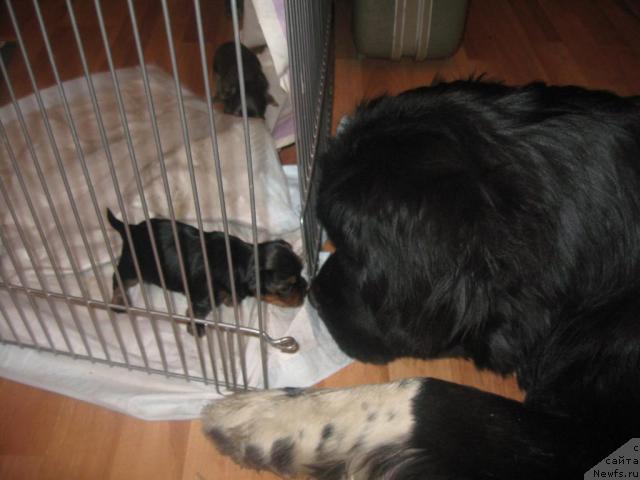 Фото: ньюфаундленд Pitern'yuf Jivanshi (Питерньюф Живанши)