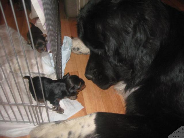 Фото: ньюфаундленд Pitern'yuf Jivanshi (Питерньюф Живанши)