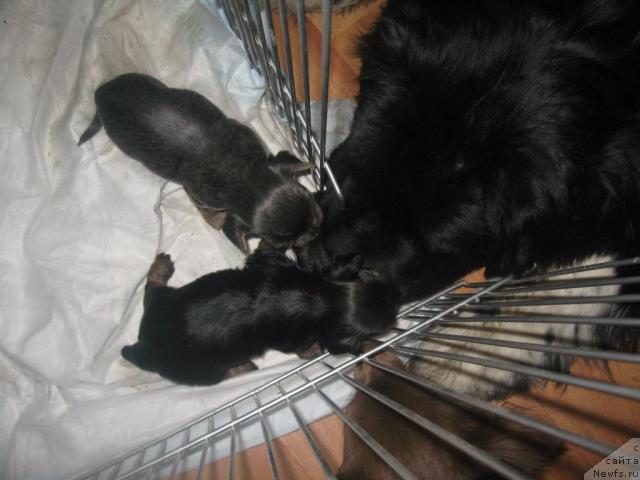 Фото: ньюфаундленд Pitern'yuf Jivanshi (Питерньюф Живанши)