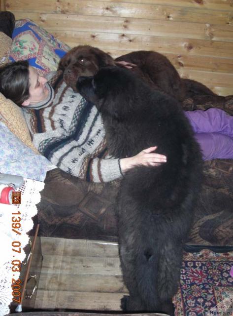 Фото: ньюфаундленд Sent Djons Kruiz (Сент Джонс Круиз), ньюфаундленд Stardi (Старди), Ol'ga Rozmahova (Ольга Розмахова)