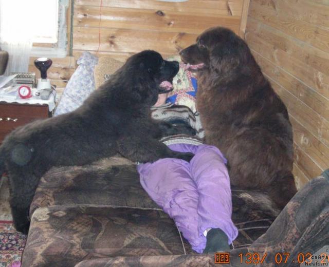 Фото: ньюфаундленд Stardi (Старди), ньюфаундленд Sent Djons Kruiz (Сент Джонс Круиз), Ol'ga Rozmahova (Ольга Розмахова)