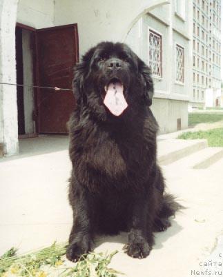 Фото: ньюфаундленд Adriana iz Tihogo Omuta (Адриана из Тихого Омута)