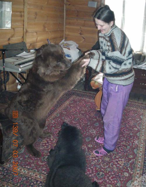 Фото: ньюфаундленд Stardi (Старди), ньюфаундленд Sent Djons Kruiz (Сент Джонс Круиз), Ol'ga Rozmahova (Ольга Розмахова)