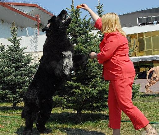 Фото: ньюфаундленд Sent Djons Oskar (Сент Джонс Оскар)