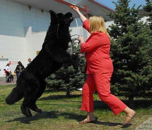 Фото: ньюфаундленд Sent Djons Oskar (Сент Джонс Оскар)