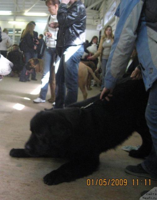 Фото: ньюфаундленд Dar Svezy Aydana s Izuminkoy (Дар Свезы Айдана с Изюминкой)