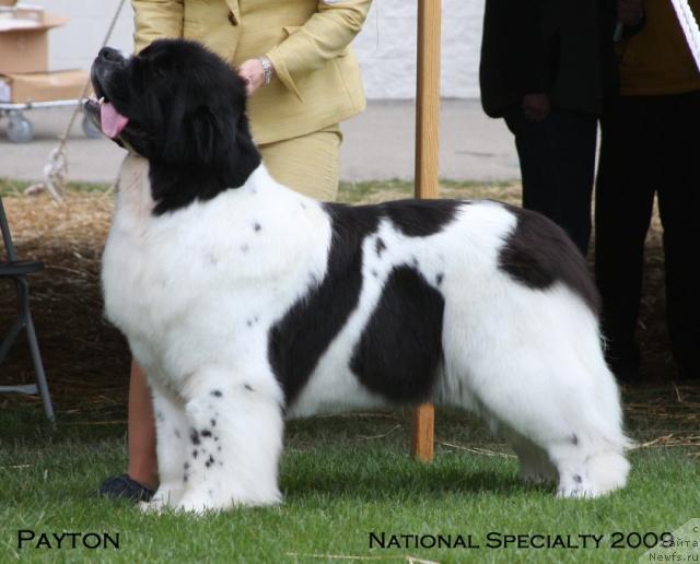 Фото: ньюфаундленд Bring Me Gold de L'Iliade et L'Odyssee