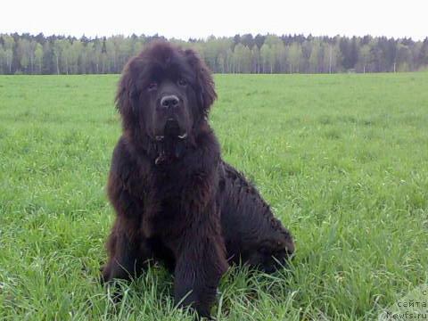 Фото: ньюфаундленд Pchiolkin Dom Veniamin (Пчёлкин Дом Вениамин)