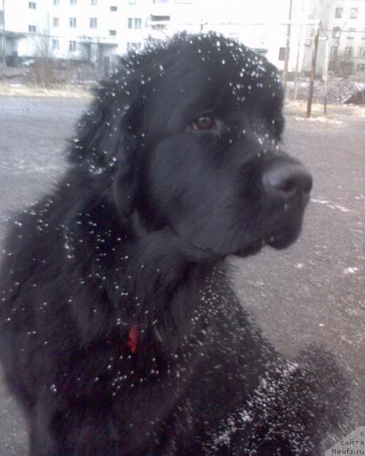 Фото: ньюфаундленд Ai Love Rich (Ай Лав Рич)